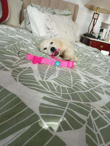 Femelle Golden Retriever - 2