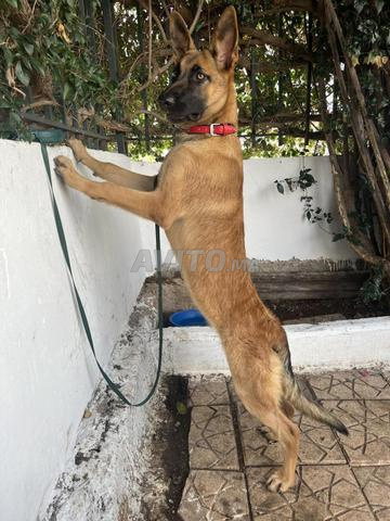 Malinois - 2