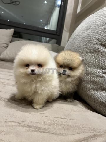 Chiots Spitz Pomeranian - 2
