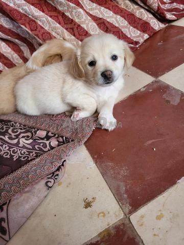 Chiots Bichon Havanais - 2