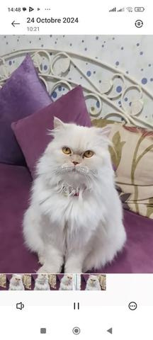 أنثى قط شيرازي