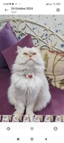 أنثى قط شيرازي - 2