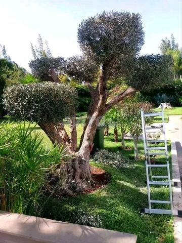 بستاني في مراكش 🌿 - 2