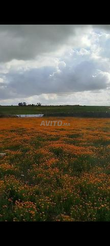 ferme a vendre ouled hamdane titre foncier  - 2