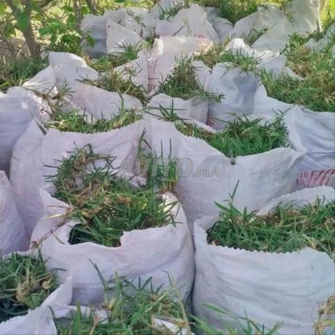 مراكش عين اطي