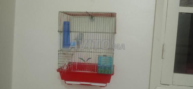 À vendre avec la cage - 2