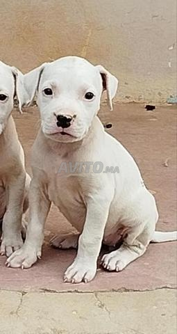 Femelle Dogue Argentin à vendre à Meknès