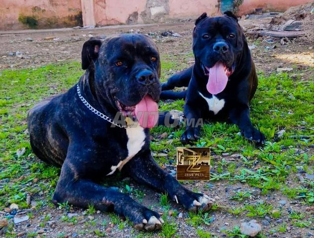 Chiots Cane corso - 2