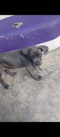 Chiots Cane Corso pure race - 2