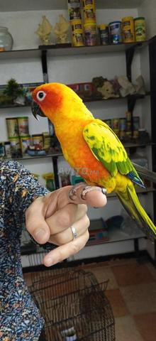 Conure Soleil 🦜☀️ - 2