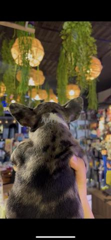 Femelles bouledogues black merle - 2