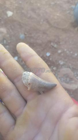 Lot de 7 dents de Mosasaure authentiques - Oued Zem Khouribga