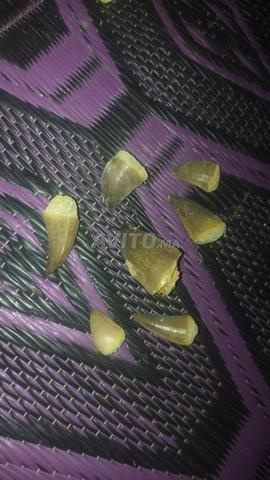 Lot de 7 dents de Mosasaure authentiques - Oued Zem Khouribga - 2