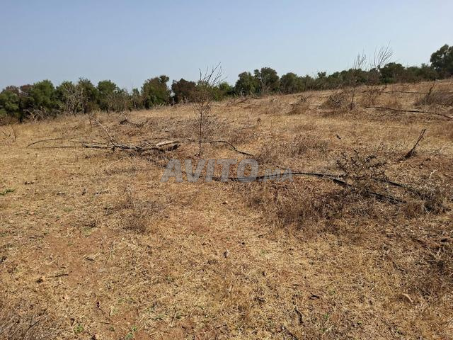 Ferme titre 5ha Jnane Maamoura Kamouni - 2