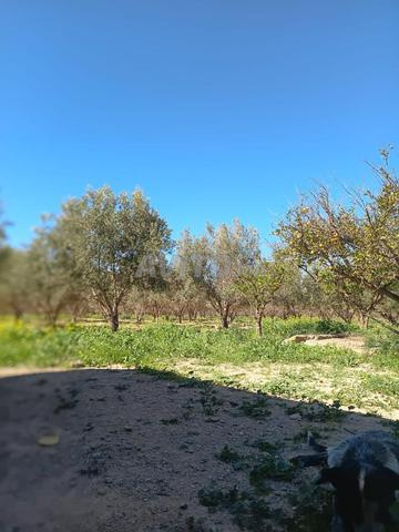 FERME AGRICOLE TITRÉE DE 6 HECTARES – MARRAKECH