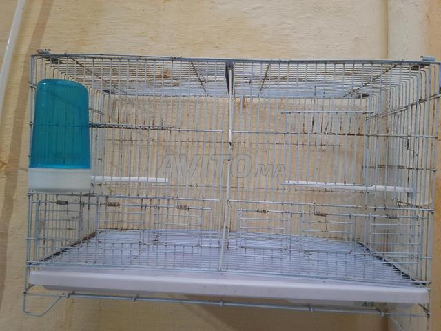 3 cages à oiseaux - 2