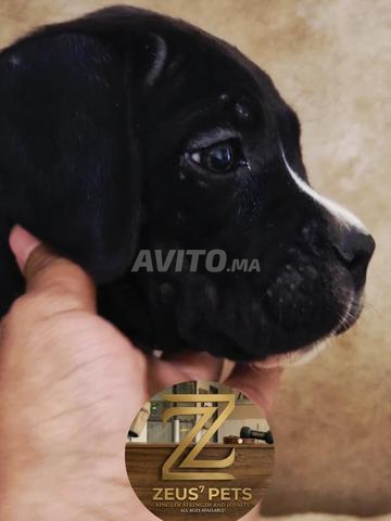 Chiot Cane Corso - 2