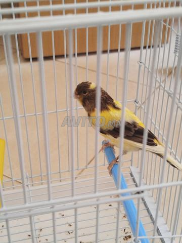 Canari mâle - 2