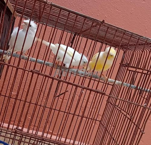Canaris récessifs blancs et mâle calopsitte - 2