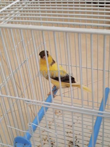 Canari mâle - 2