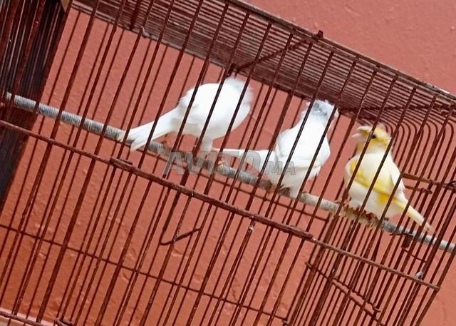 Canaris récessifs blancs et jaunes et calopsittes - 2