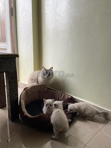 Chatons Ragdoll pure race à vendre - 2
