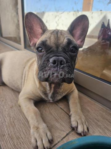 Chiot Bouledogue Français 4 mois – Très sociable - 2
