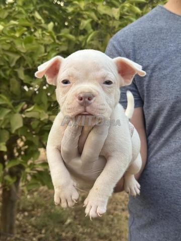 Magnifique Chiot American Bully Nano - 2
