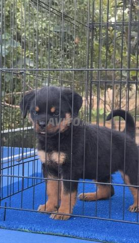 Magnifique Femelle rottweiler pedigree - 2
