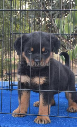 Magnifique Femelle rottweiler pedigree - 2