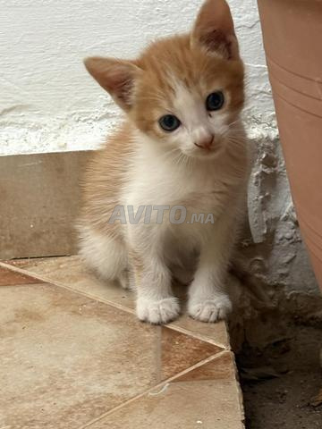 Chaton à adopter - 2