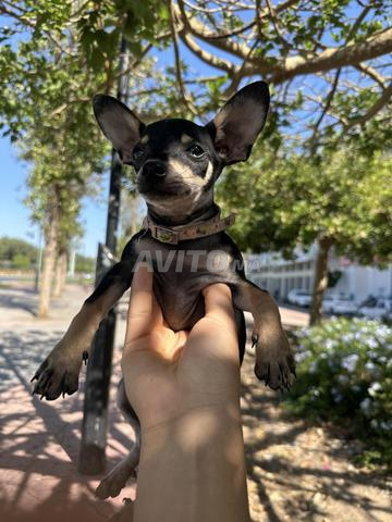Chihuahua 🐶 - 2