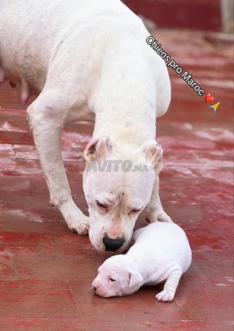 Femelle Dogo Argentino à vendre - 2