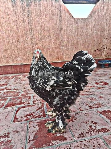 Couple de poulets Brahma Croad - 2