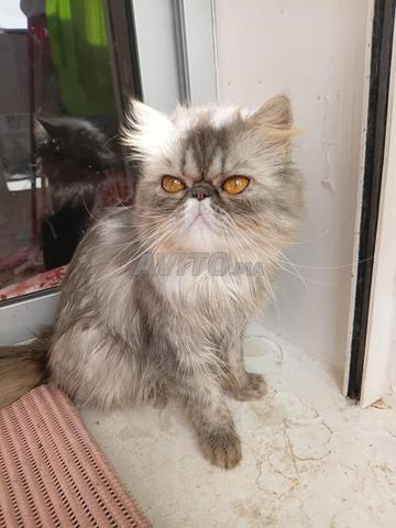 Chat Persan - 2