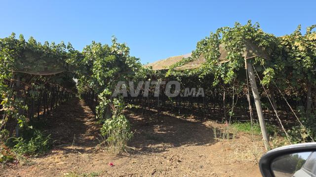 Ferme équipée vignes 7 hectares Ait Oualal - 2
