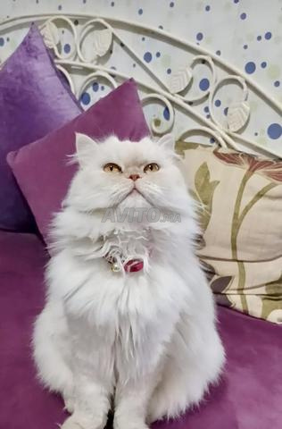 Femelle chat persan - 2