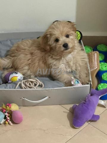 Caniche à vendre, 4 mois, mâle, vacciné - 2