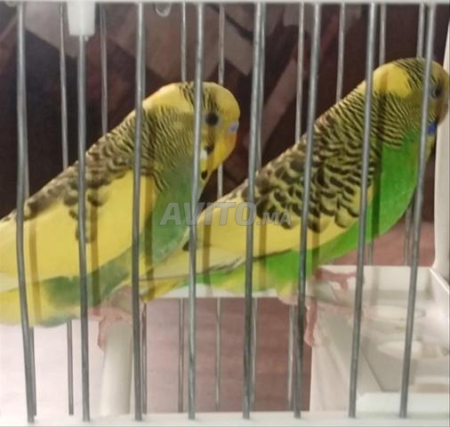 2 couples de pigeons bagadais disponibles, Mashallah 🐦 - 2