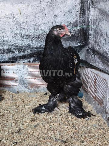 Brahma à vendre - 2
