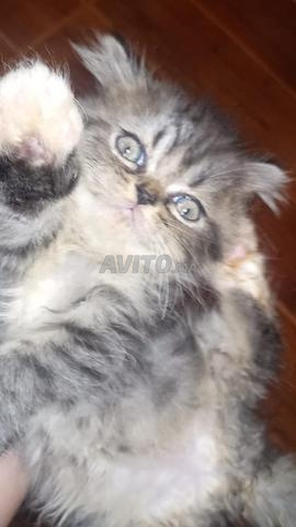 Adorable persan à vendre - 2