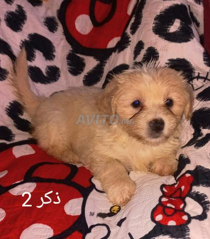 Bichon à vendre - 2