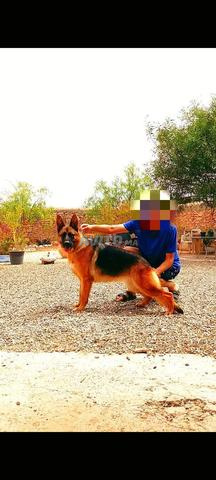 Femelle berger allemand pedigree 2 ans - 2