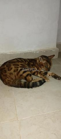 Chatte bengal à vendre - 2