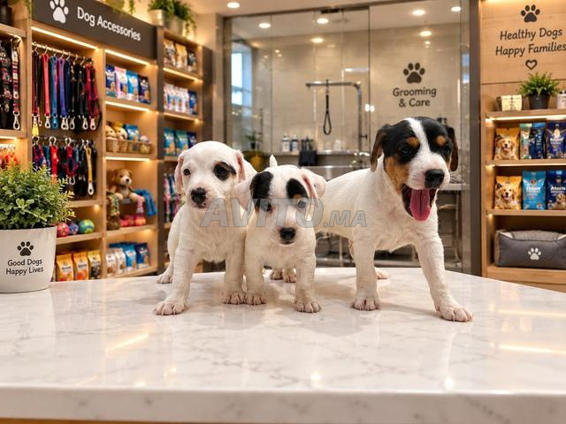 Jack Russel - 2