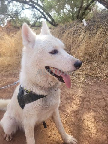Chien Husky de luxe, ne mord pas - 2