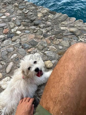 Femelle Bichon Maltais - 2