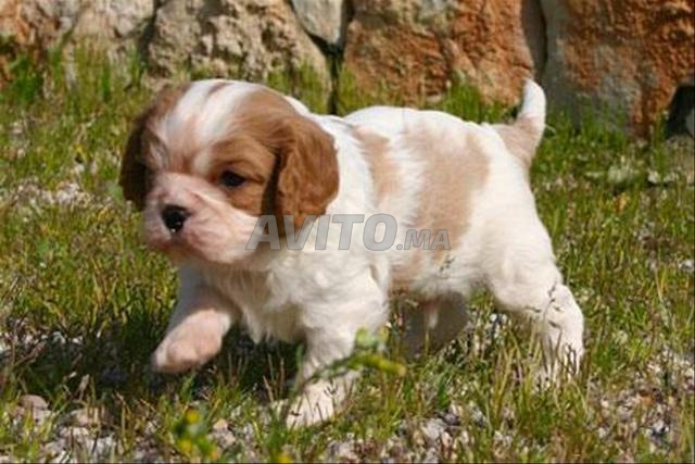 Chiot Cavalier King Charles - 2