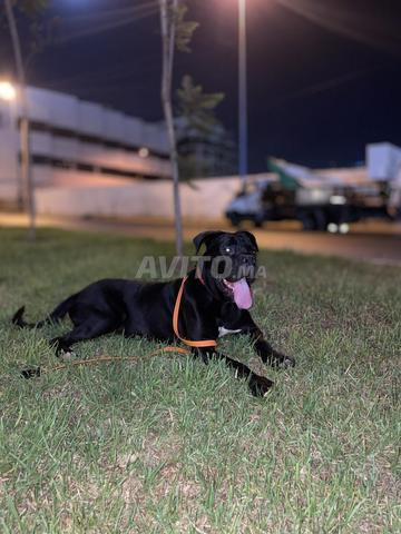 Cane corso - 2
