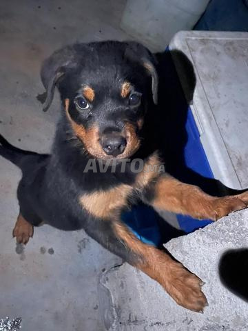 Chiot Cane Corso et Rottweiler